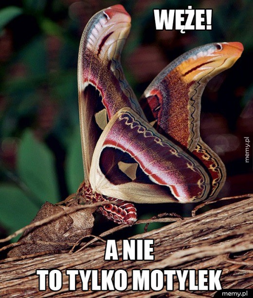 Motylek