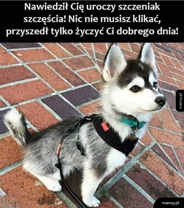 Szczeniak szczęścia