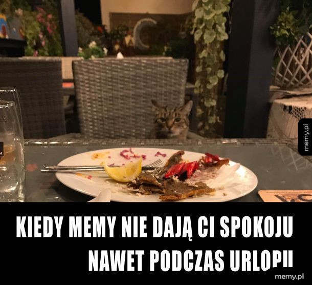 Koteł na urlopie