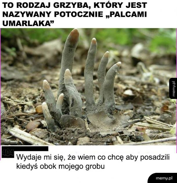 Ciekawy grzyb
