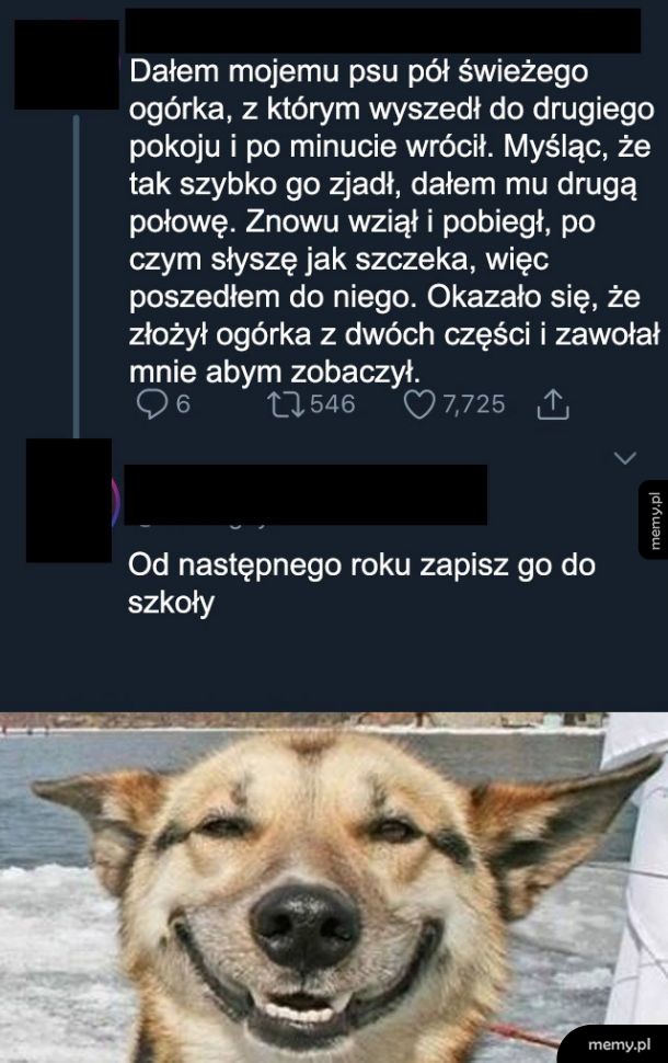 Mądry pies