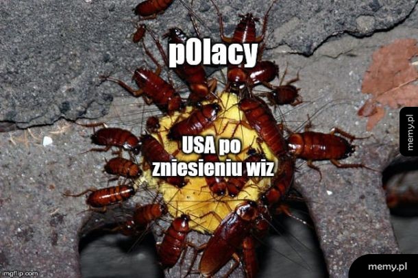 Polacy