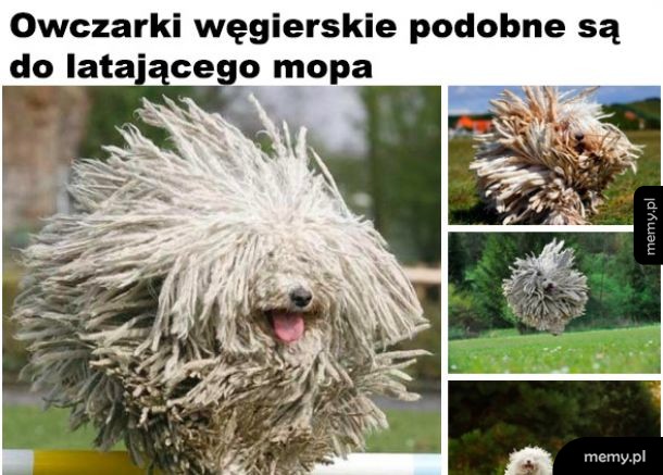 Latający mop
