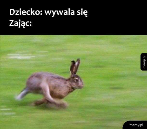 Zając