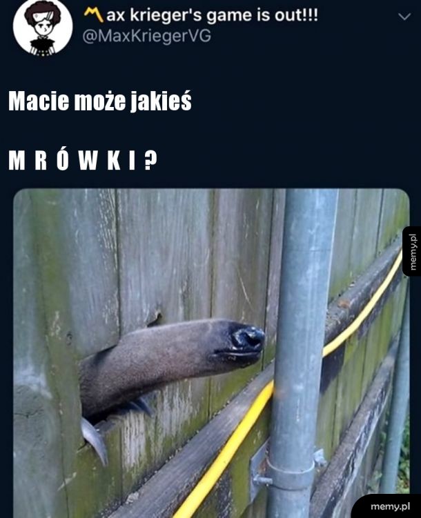 M R Ó W K I   Bracie  M R Ó W K I