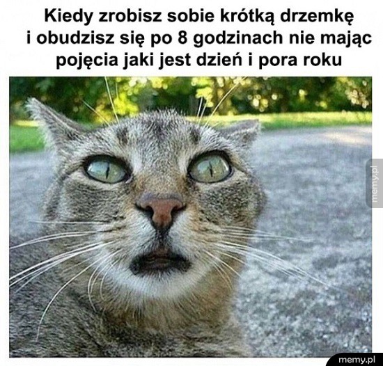 Drzemka