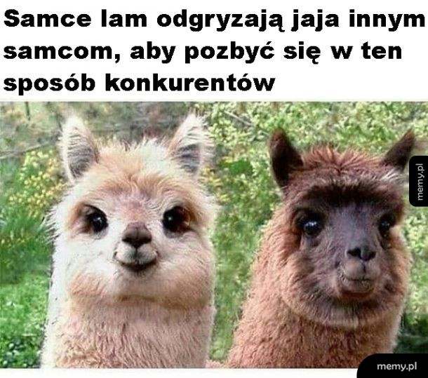 Ciekawostka o lamach