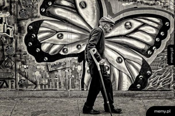 Motyl