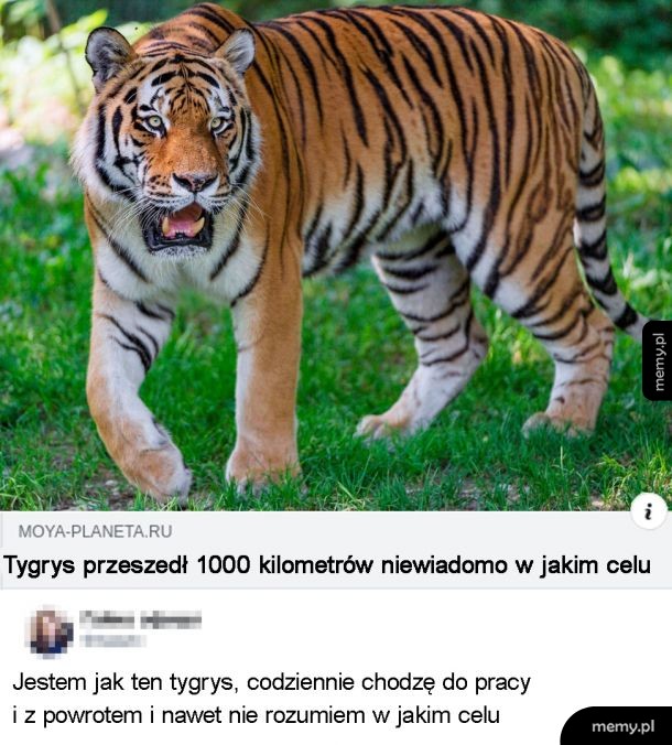 Bez celu