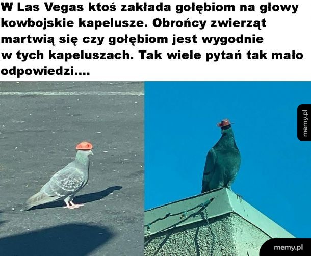 Gołębie