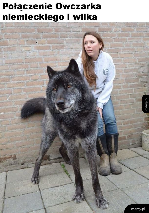 Piękny