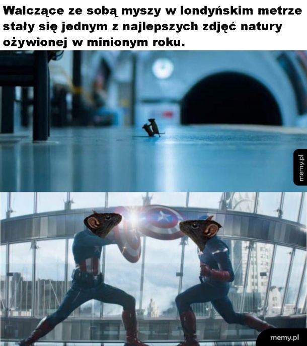 Mistrzowskie zdjęcie