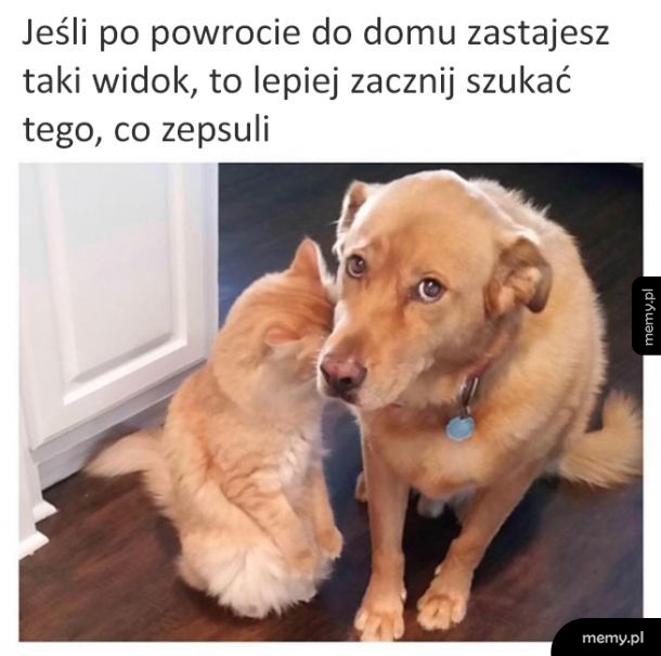 Coś zbroili, pytanie co