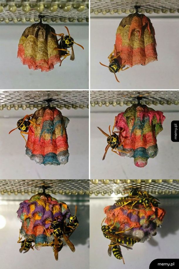 Gdy dasz osom kolorowy papier, zbudują takie gniazda