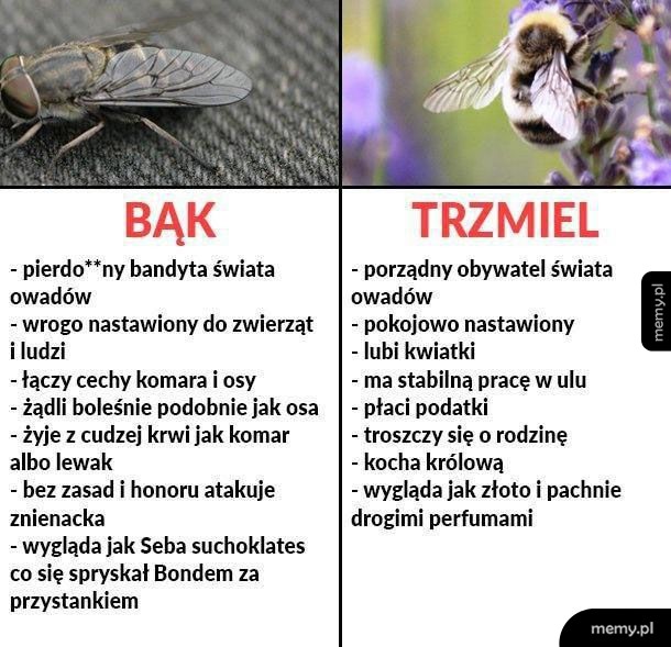 Bąk vs Trzmiel
