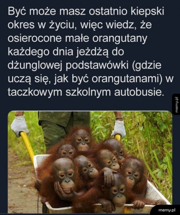 Orangutany