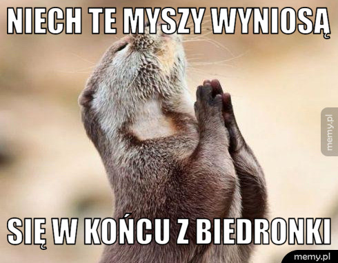 Niech te myszy wyniosą  się w końcu z biedronki