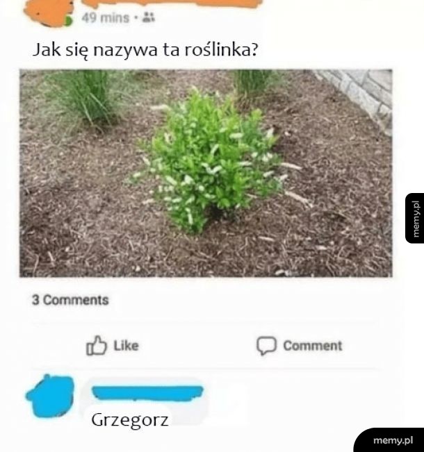Dziwna odmiana