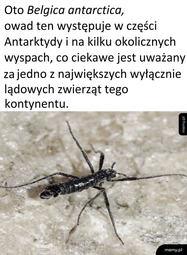 Antarktyczny owad