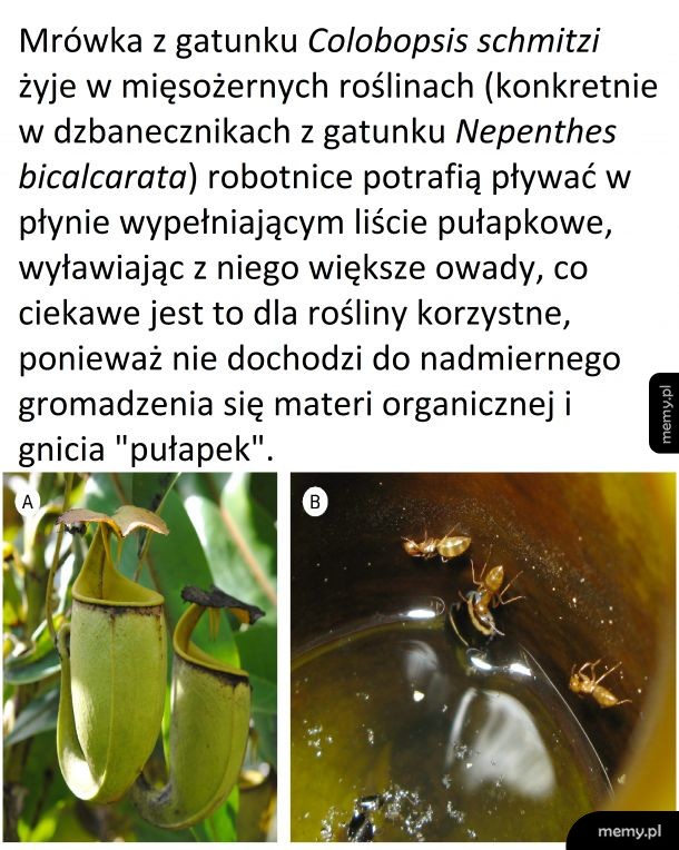 Mrówki i dzbanecznik