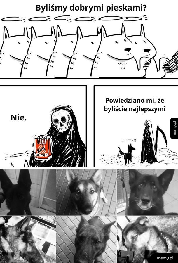Najlepsze policyjne pieski :(
