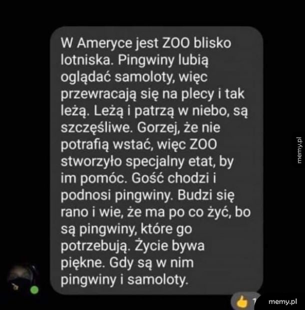 Samoloty i pingwiny