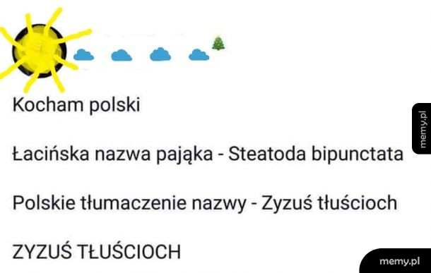 Pająk