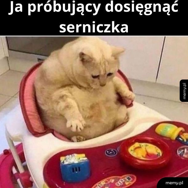 Tak na serio to nie jestem kotem. Tak na serio to jestem głupi.