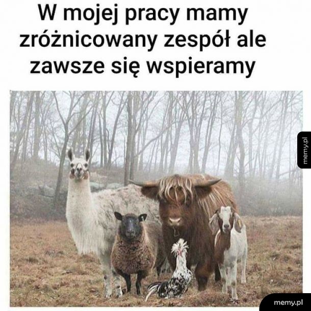 Zróżnicowany zespół