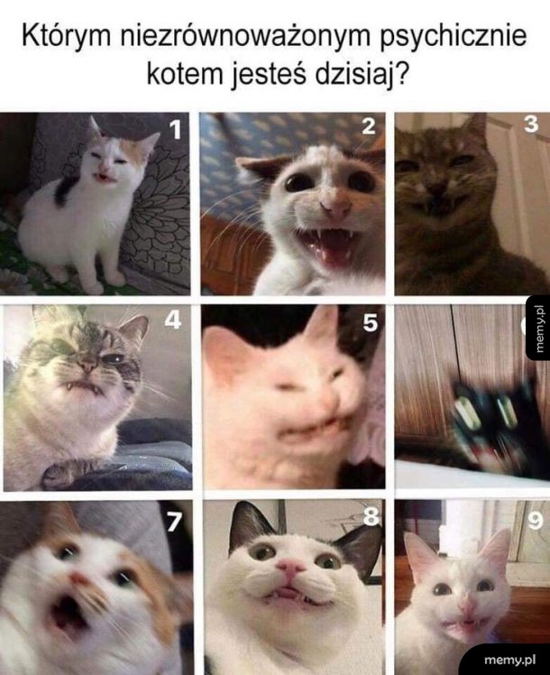 Koteł