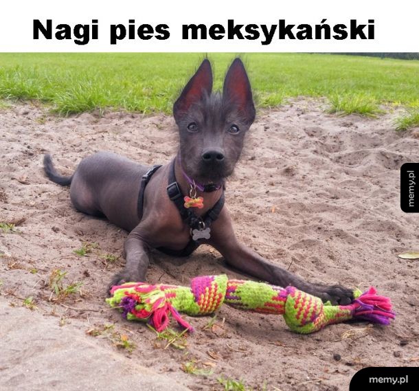 Pies meksykański