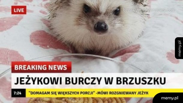 Jeżyk