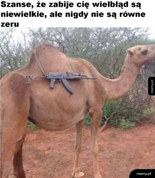 Wielbłąd