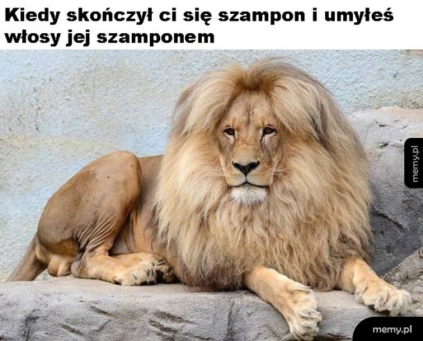 Szampon