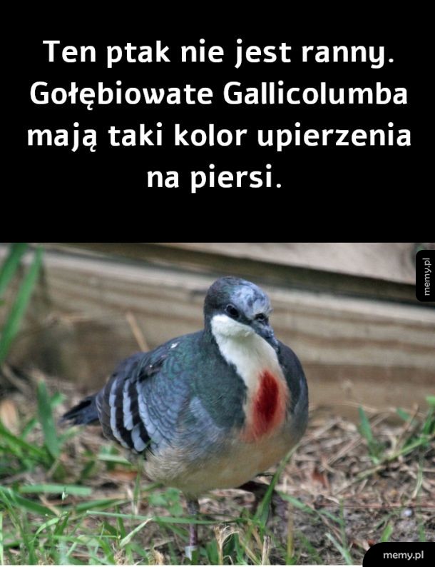 Ptak