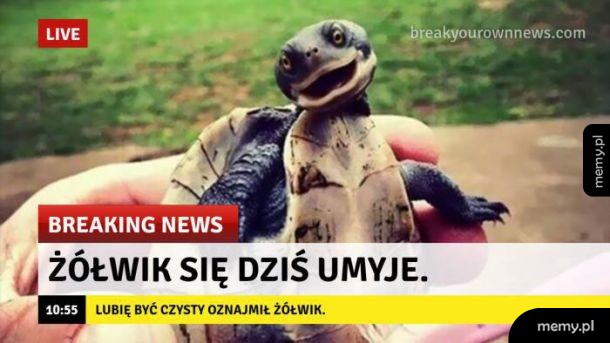 Żółwik