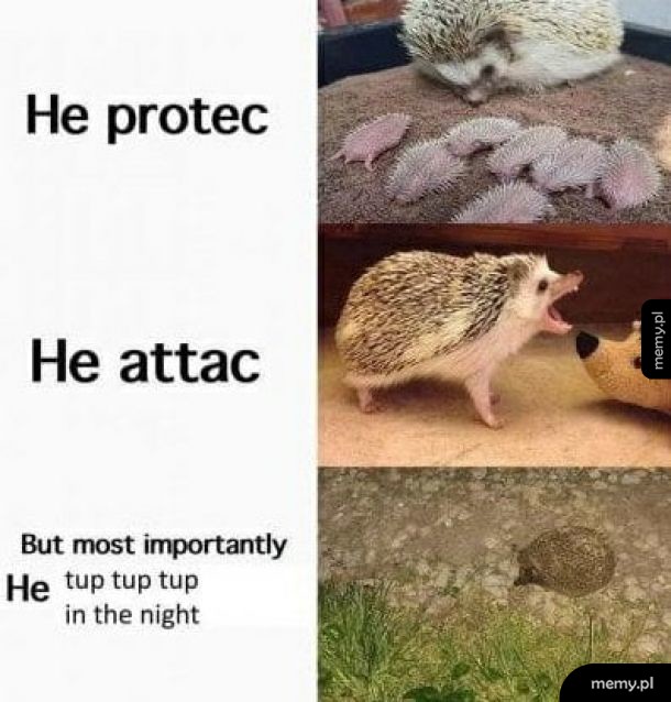 Jeżyk