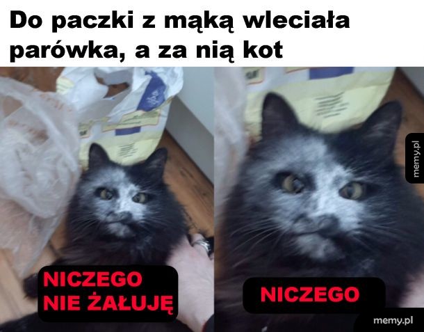 Mączny kot
