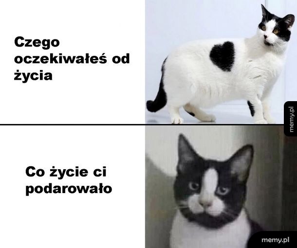 Oczekiwania vs rzeczywistość