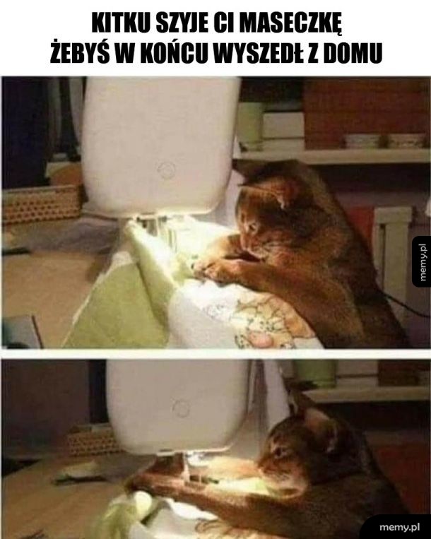 Chyba kitku ma już dość