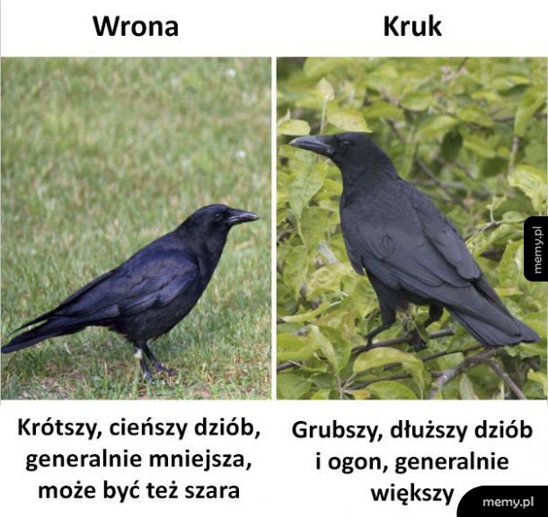 Kruk vs Wrona