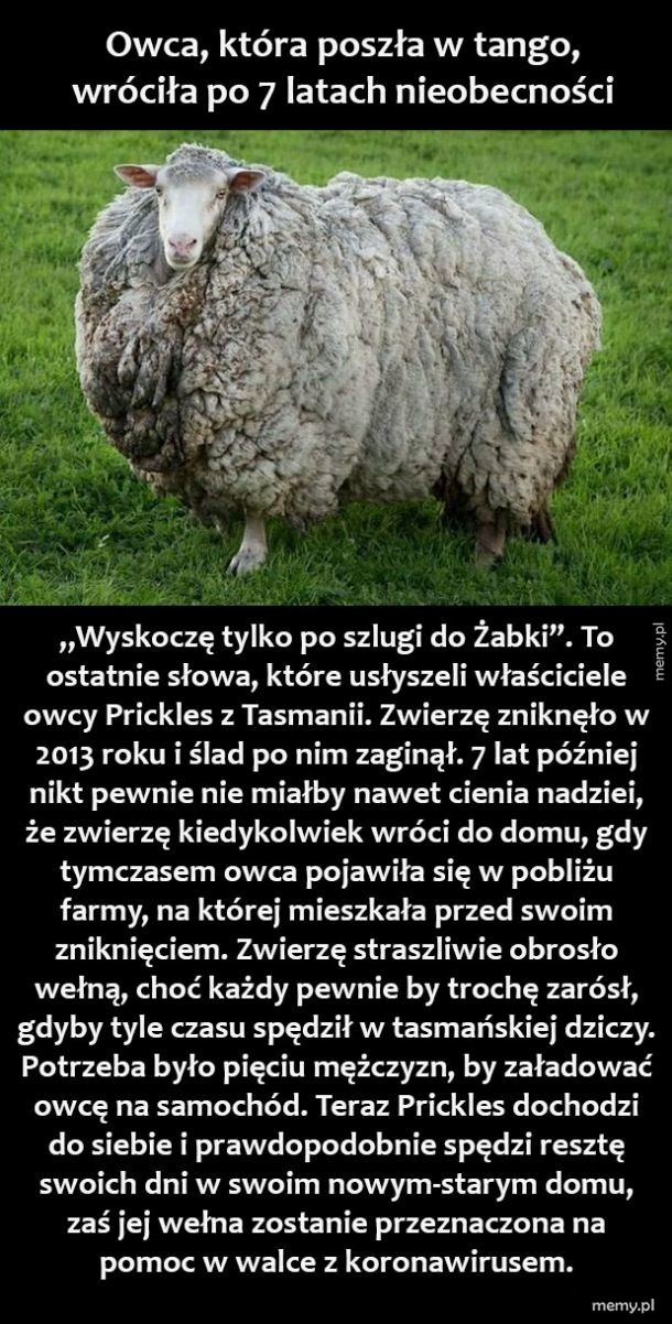 Owca podróżniczka