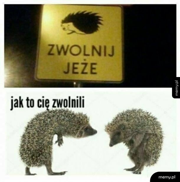 Zwolnij jeże