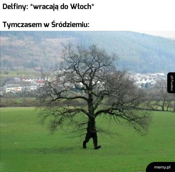 Delfiny