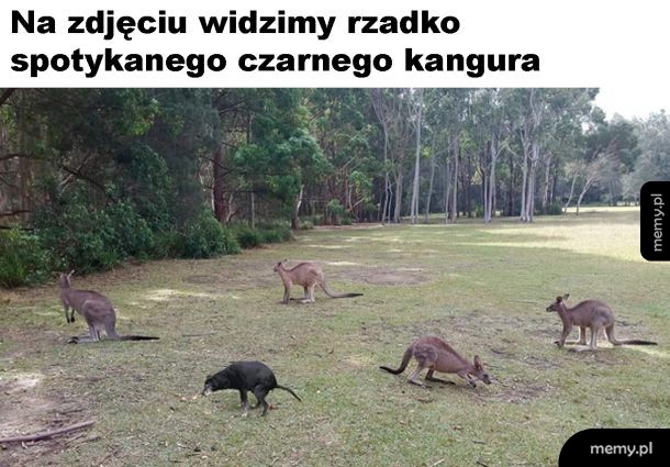 Czarny kangur