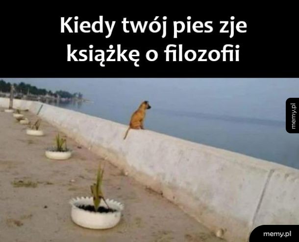 Twój pies