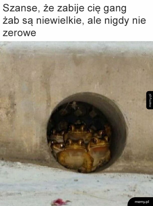 Gang żab