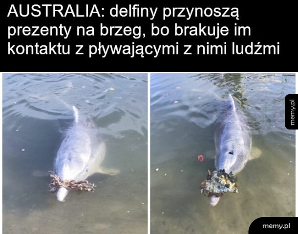 Delfiny