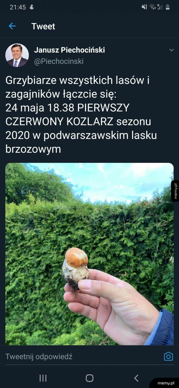 Koźlarz babka i obok koźlarz krawiec