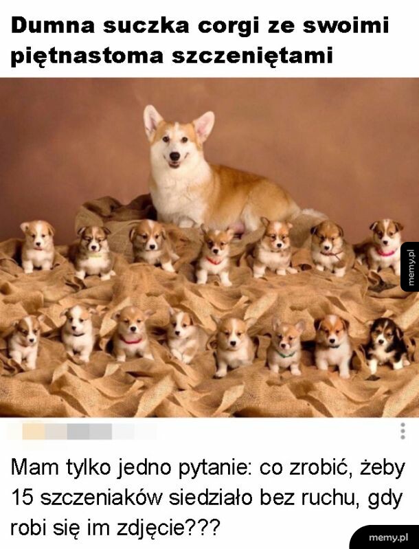 Zagwozdka